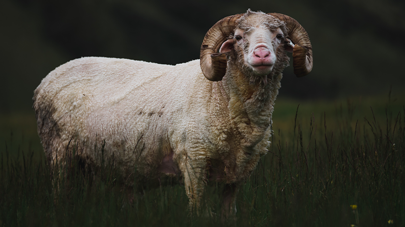Kurban İbadeti: Anlamı, Şartları ve Kurban Çeşitleri