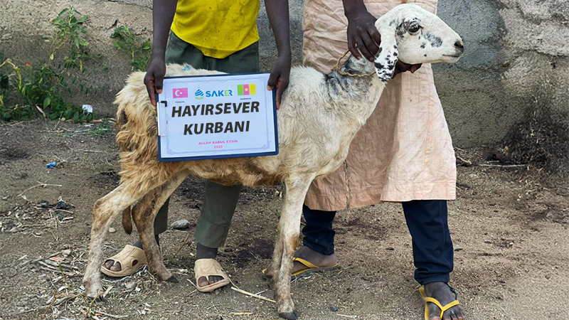 Afrika Küçükbaş Kurban Koyun