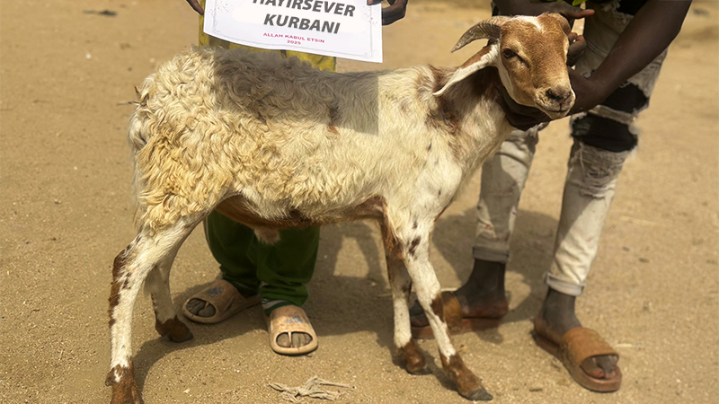 Afrika Küçükbaş Kurban Koç